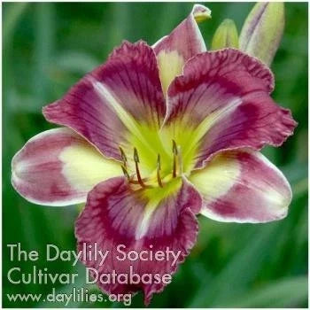 Daylily Live Plant - Beautiful Purple Chinese Water Lily - Hemerocallis Hybrid