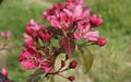 25+ Barbara Crabapple Seeds for Planting | Malus angustifolia | USA Grown, Garden-Ready Seeds, Free Shipping
