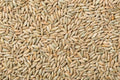 Rye Berries 4 Pounds High Fiber Iron Rich USA Grown Secale cereale