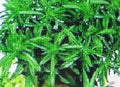Savory Herb Seeds - 100 Pack - Medicinal Gourmet Flavor - Satureja hortensis