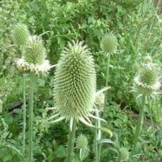 Teasel Cuttings, Dried Floral Arrangements, Dipsacus Sativus, Craft Supplies, Natural Decor