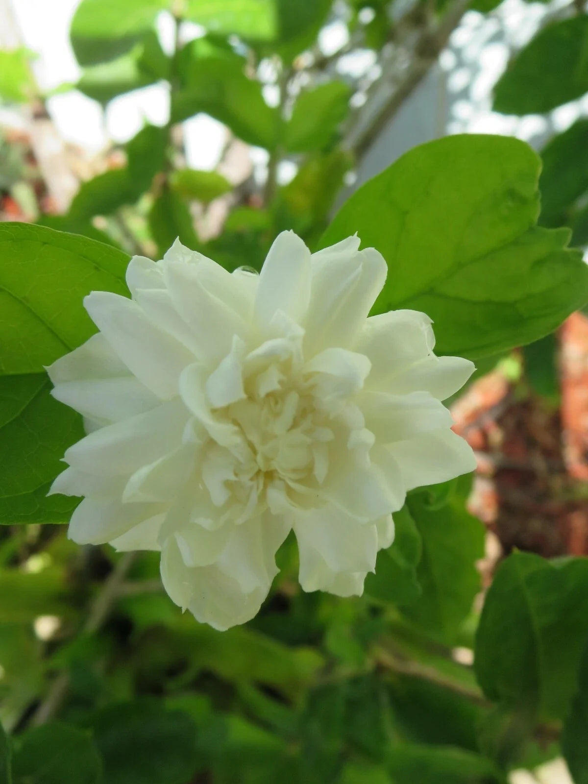 Grand Duke of Tuscany Jasmine Cuttings - Fresh Live Unrooted 5 Pack - Jasminum sambac