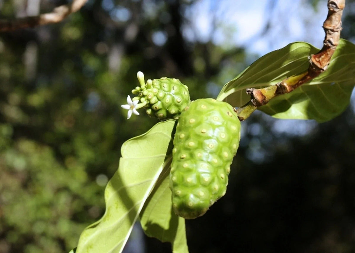 Noni Berry Tree Seeds - Organic Morinda citrifolia Superfood - 10 Seeds for Planting