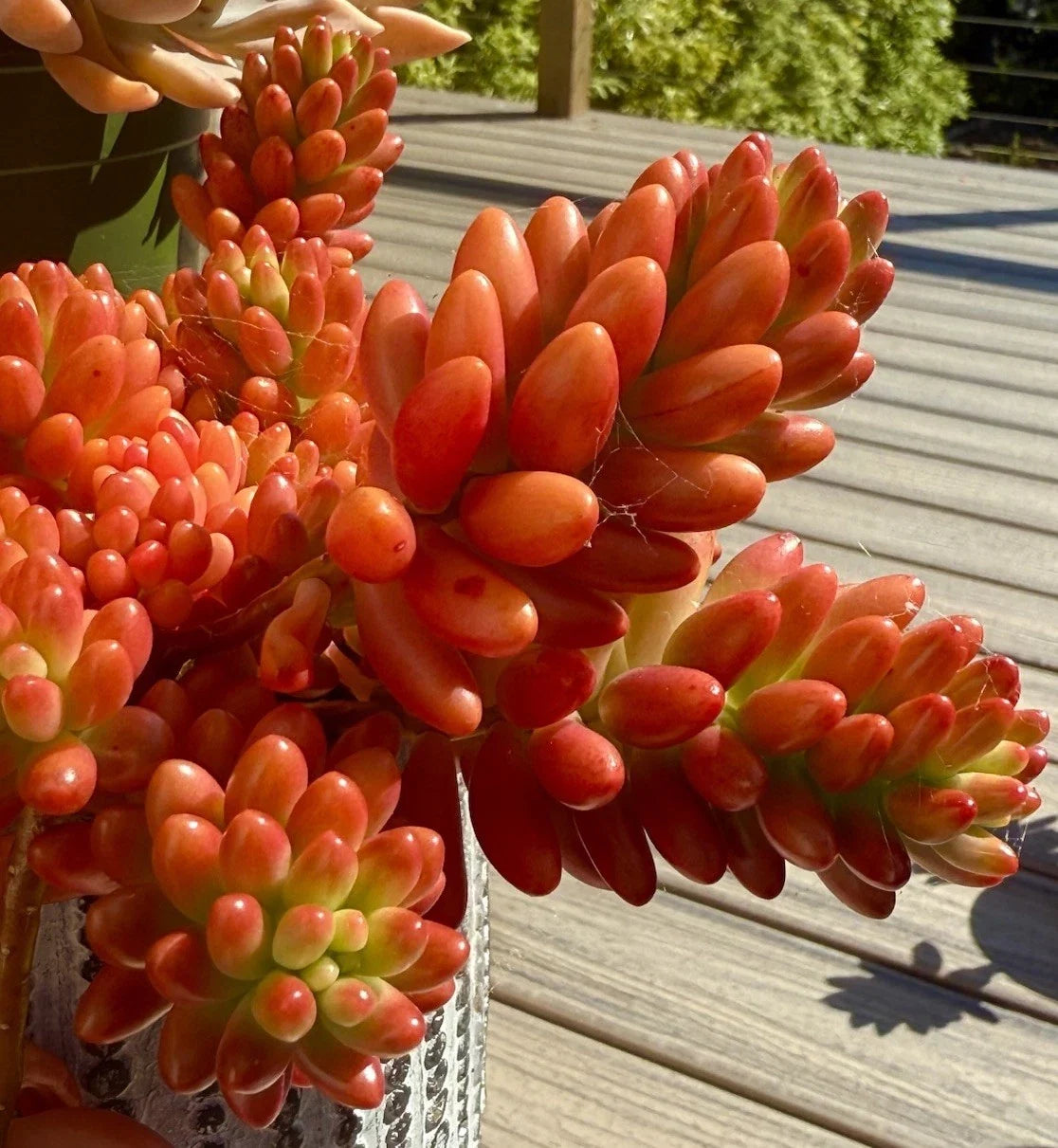 Sedum Rubrotinctum Aurora Pink Jelly Bean Variegated Live Succulent Cutting - Rare Succulent Plant