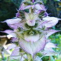 Clary Sage Seeds 30 Count - Bluish-White - Easy to Grow Herb - Salvia sclarea