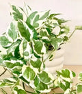 N'Joy Pothos Cuttings - 3 Fresh Cuttings, Epipremnum aureum, No Roots, Indoor Plant, Houseplant Decor