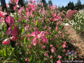 Mrs. R. Bolton Sweet Pea Seeds - 50+ Pack - Garden Planting - Lathyrus odoratus - USA - Free Shipping