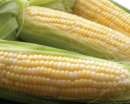 Sweet Corn Seed - Latte Variety - Fresh Non-GMO Seeds for Planting - Zea mays