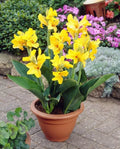 Large Canna Lily Bulbs, Yellow Variety, Canna indica - Tropical Flowering Plant for Gardens and Landscapes