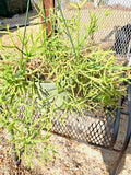Fresh Cuttings Rhipsalis heteroclada | Rare Orchid Cactus Propagation Material | Unique Indoor Plant Decor