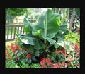 Little Prince Musa Banana Plant - Small Rooted Starter Plant - Tropical Indoor Houseplant - Musa acuminata