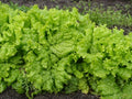 Grand Rapids Leaf Lettuce Seeds 200 Count Packet - Loose Leaf, Crisp, Tender - Lactuca sativa