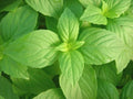 LEMON Basil Seeds - Fresh Aroma Herb for Container Garden - Bulk Potpourri Scent - Ocimum basilicum 'Citriodorum'
