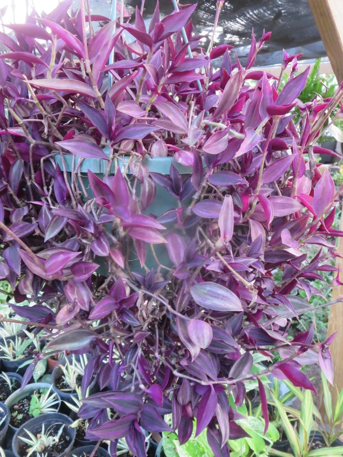 Tradescantia Zebrina Cuttings - Dark Burgundy Wandering Jew - 12 Plant Cuttings for Easy Propagation