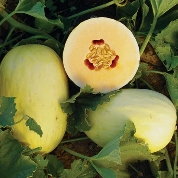 Crenshaw Melon Seeds - Heirloom Non-GMO, 1054 Variety - Premium Quality for Home Gardeners