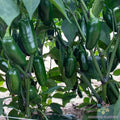 Capitan F1 Hot Pepper Seeds - 25+ Seeds for Garden Planting - Capsicum annuum - USA