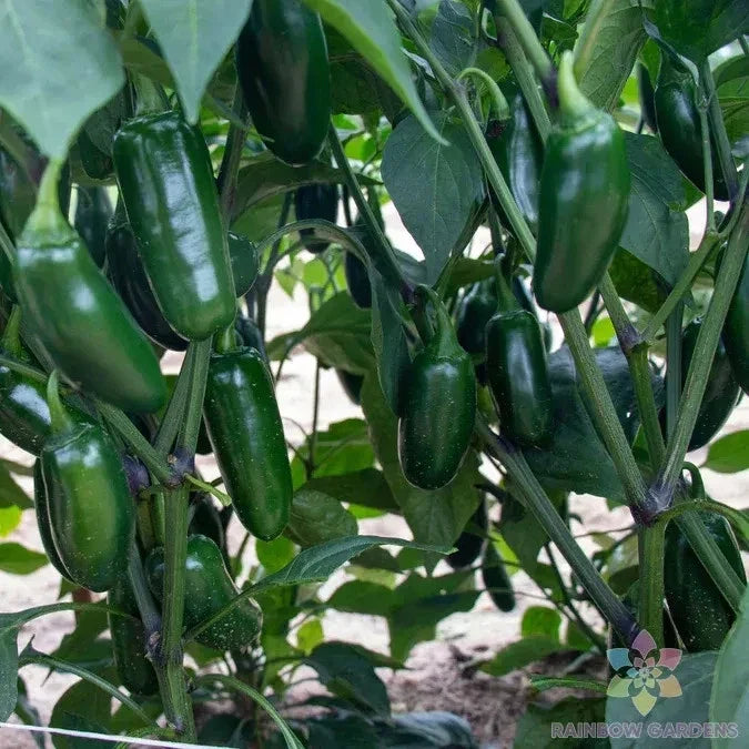 Capitan F1 Hot Pepper Seeds - 25+ Seeds for Garden Planting - Capsicum annuum - USA