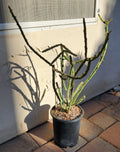 Cylindropuntia Arbuscula Arizona Pencil Cholla Live Cactus Cutting - Succulent Plant for Home Garden Decor