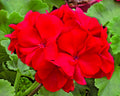 Geranium Cuttings 6" Red Pelargonium Live Flower Plant - Deep Red Blooms, Heat Tolerant, Continuous Rebloomer