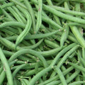 Stringless Green Bean Seeds - Non-GMO - Multiple Sizes - Phaseolus vulgaris - Burpee
