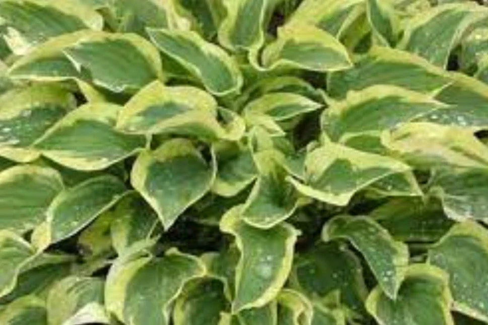Hosta Plant - Pilgrim Variety - Shade Garden Perennial - Hosta ventricosa