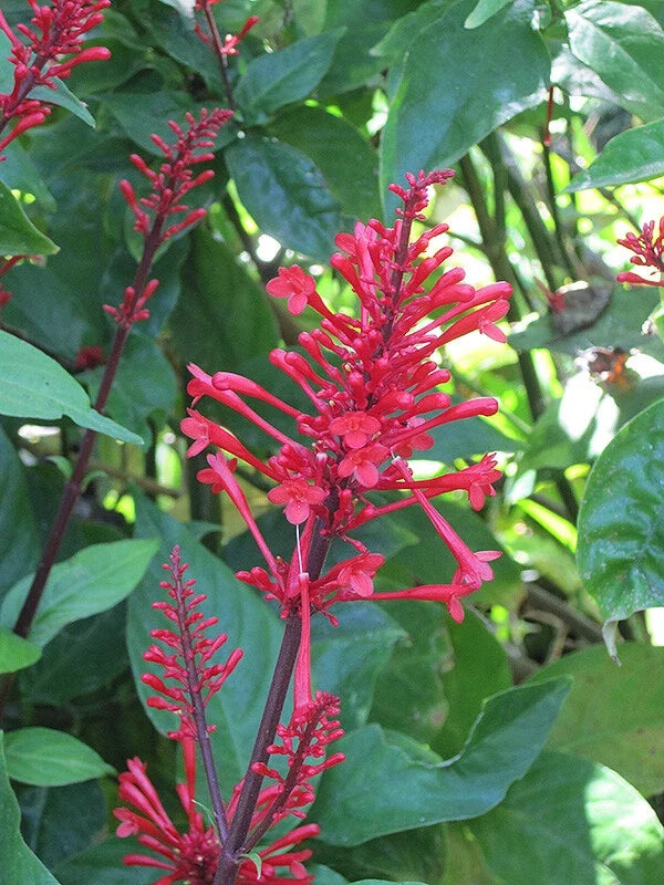 Fire Spike Red Rooted Starter Plant, Odontonema strictum, Attracts Hummingbirds, Vibrant Blooms for Garden or Indoor Use