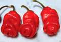 Peter Red Chili Pepper Seeds - Capsicum annuum - Unique Penis Pepper Variety - Heirloom Hot Pepper Seeds