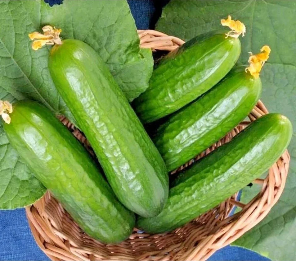 Muncher Cucumber Seeds - 50+ Organic Heirloom Non-GMO - Fresh Cucumis sativus