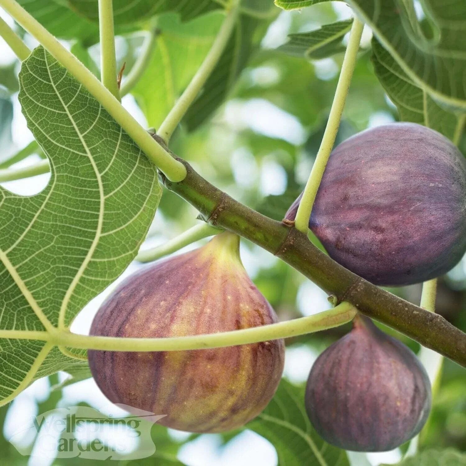Olympian Fig Live Plant - Ficus carica - Edible Fruit Tree - Hardy & Productive Variety