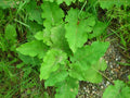 Burdock Live Starter Plant Bare Root 1+ Year Old Arctium lappa Herbal Taproot Hardy Zones 5-9