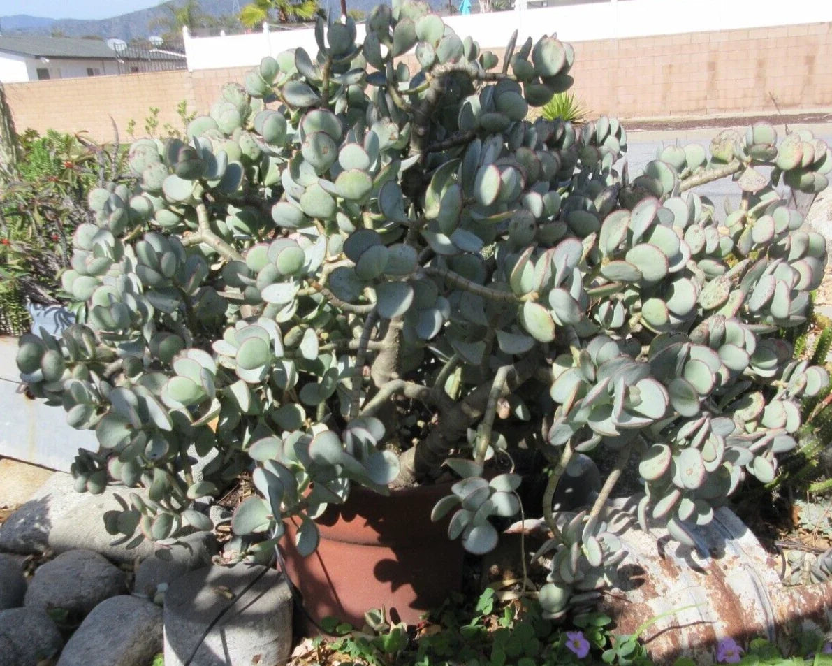 Crassula arborescens Silver Dollar Jade Succulent Cuttings - 10 Count, Easy Care Indoor Plant for Home Decor