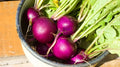 Royal Purple Radish Seeds - 500+ Count for Garden Planting - Raphanus sativus - USA Grown