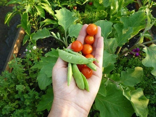 Dwarf Cherry Tomato Plant 20 Seeds - World's Smallest, Sweetest Variety - Perfect for Salads - Solanum lycopersicum