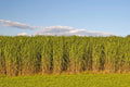 Switchgrass Seeds for Planting - Fast Growing Hardy Prairie Grass - Biofuel Use (Panicum virgatum)