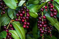 Black Cherry Tree Seeds - 25 Pack - Prunus Serotina - Grow Your Own Cherry Trees