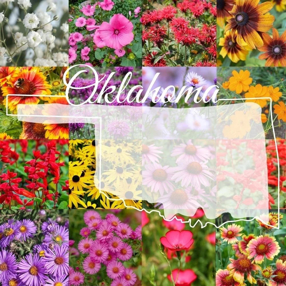 Bulk Wildflower Seed Mix 1 lb - Eastern Oklahoma Variety - Covers 2,000 sq ft - Native Wildflowers for Garden and Landscape