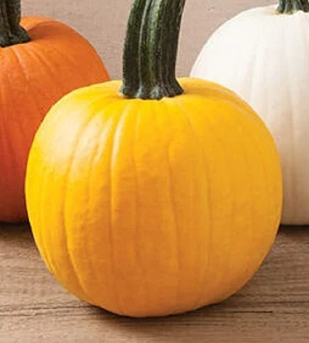 Yellow Pumpkin Seeds for Planting | 20 Seeds | Rare "Sunshine" Variety | Cucurbita pepo