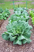 Collard Greens Seeds, Vates Variety, Heirloom, Non-GMO, 1000 Seeds, Brassica oleracea