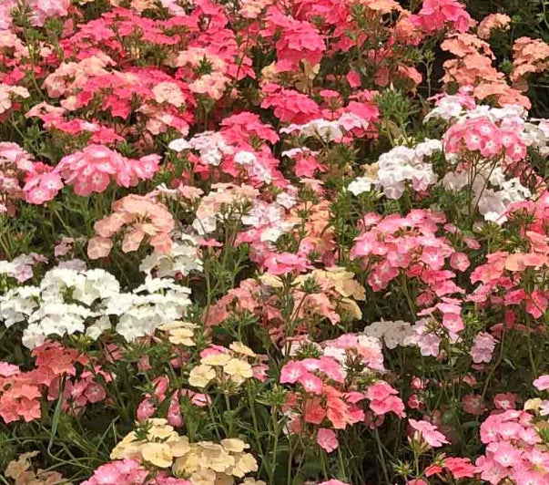 Heirloom Phlox Seeds - Pastel Colors Spring Blooms, Non-GMO, Native USA, 400 Seeds for Full Sun Garden