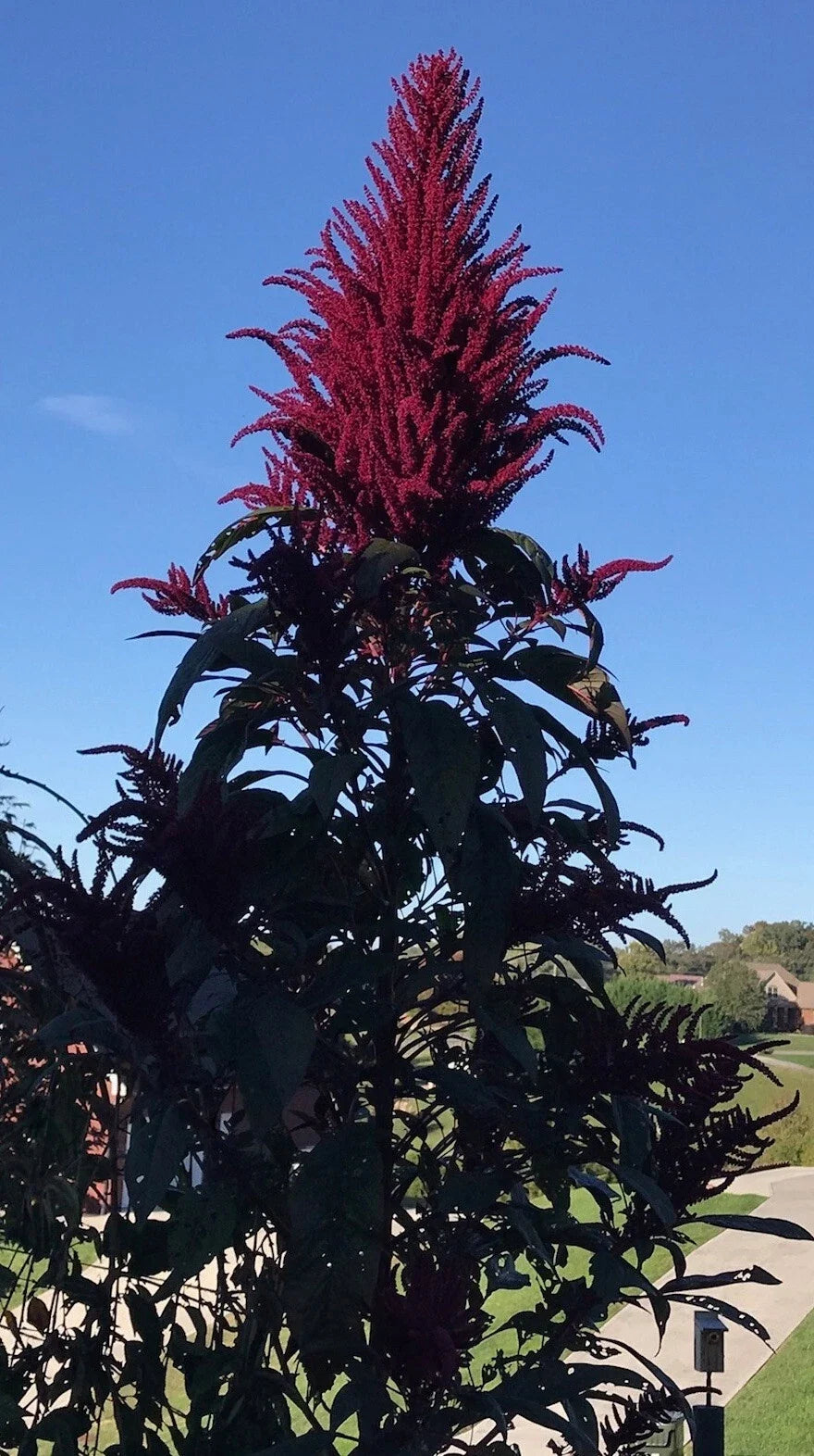 Amaranth Microgreens Seeds 1500 Count OPOPEO Red Edible Leaves & Grain Non-GMO - Amaranthus spp.