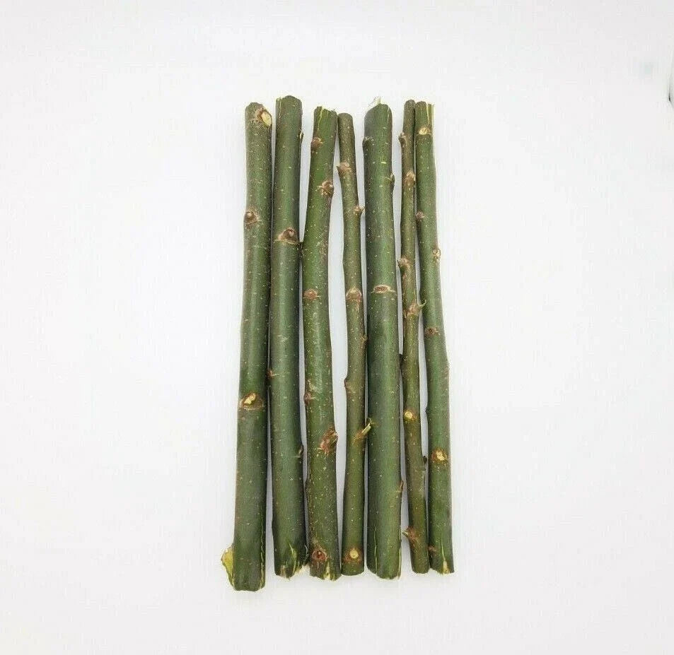 Austree Hybrid Willow Tree Cuttings - 20 Fast Growing Aussie Cuttings for Direct Planting - Salix x matsudana