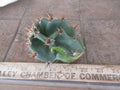 Columnar Cactus Cutting - Small Pup Cereus Peruvianus Spiralis - Unique Spiral Shape, Perfect for Indoor Decor