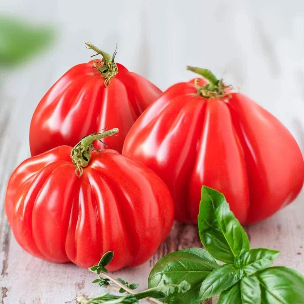 Ruffled Tomato Seeds - 25+ Heirloom Seeds for Exotic Vegetable Garden - Solanum lycopersicum