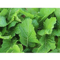 Florida Broadleaf Mustard Seeds - Heirloom NON-GMO - Brassica juncea - Fast Shipping with Tracking