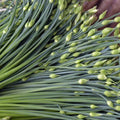 Chinese Garlic Chives Seeds - 500+ Count - Dah Yeh Broad Leaf - Allium tuberosum - Ideal for 2025 Planting