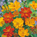 Cosmos Seeds - 200+ Polidor Mix - Colorful Flower Seeds for Garden Planting - Free Shipping in USA