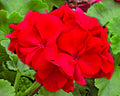 Geranium Cuttings 6" Unrooted Pelargonium Red Live Flower Plant – Ideal for Gardening and Home Decor