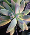 Pachyveria 'Blue Pearl' Unrooted Cuttings, 10 x 2" - Succulent Plant for Party Decor & Floral Arrangements
