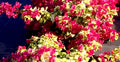 Bougainvillea Starter Plant - Small Sunstone Red Variety - Very Rare (HTF) - Well Rooted