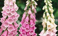 Foxglove Flower Seeds - 1,000+ Mixed Color Seeds - Digitalis purpurea